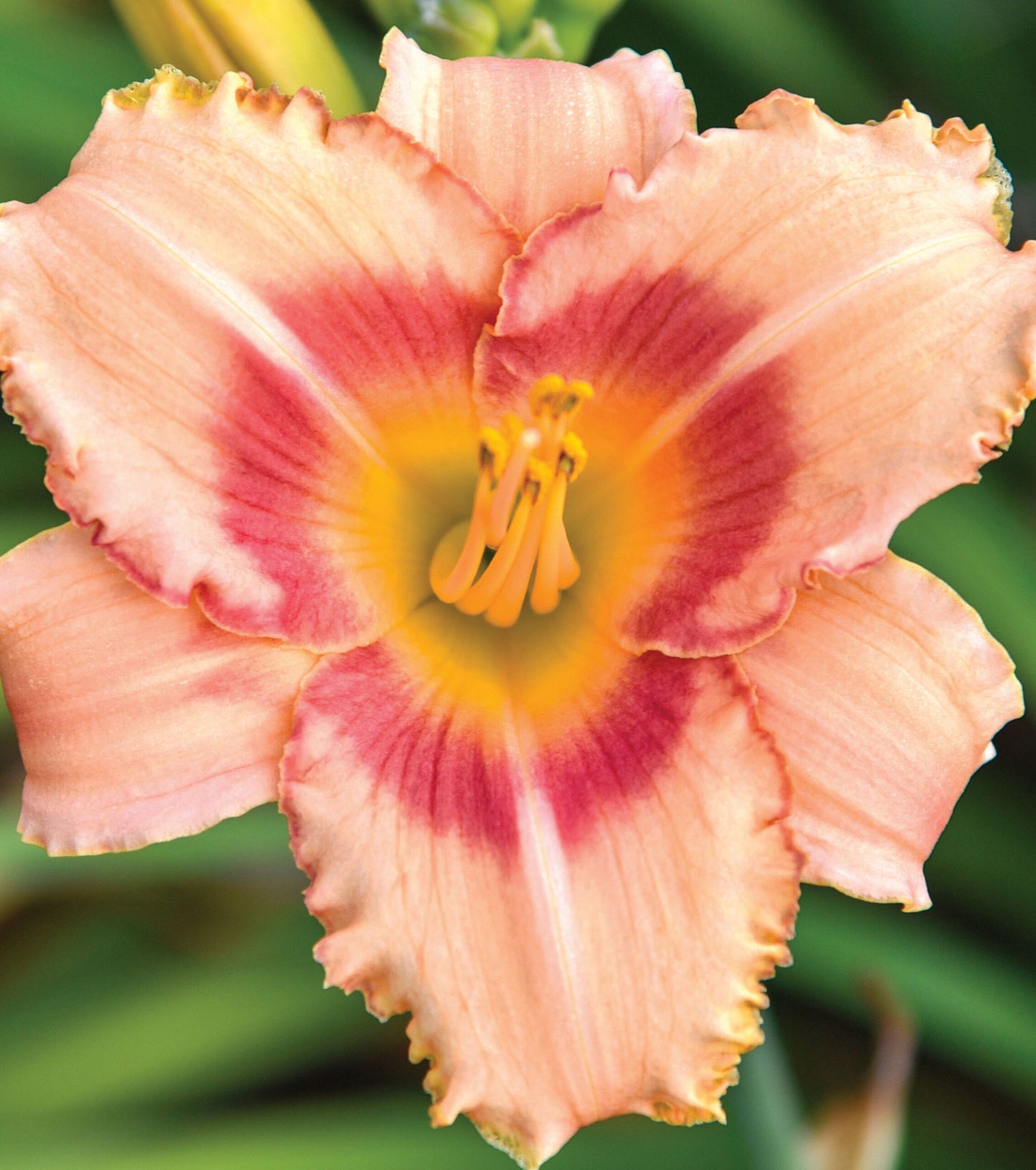 Daylily with pink blooms and strawberry-red centers.