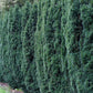 Yew “Hicks” | Easy To Grow Drought Tolerant Privacy Evergreen Shrub
