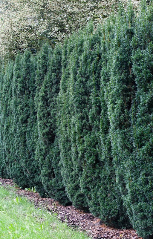 Upright growth habit of Hicks Yew.