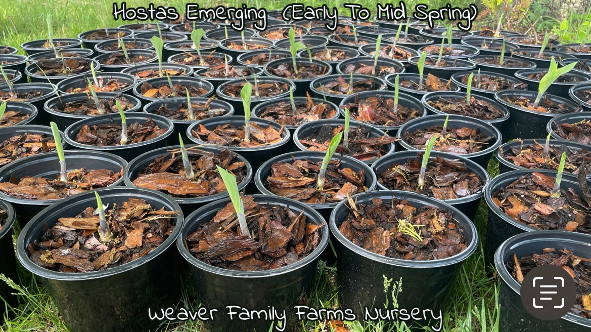 Buy giant hosta varieties online with bold green leaves.
