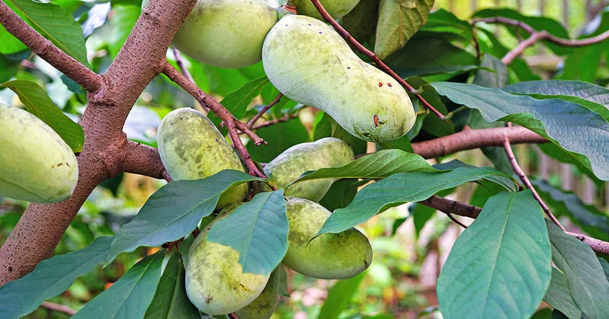 Buy Grafted Pawpaw Tree – Pennsylvania Golden Variety