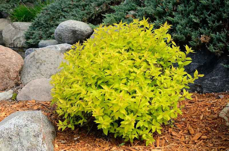 Gold Mound Spirea with golden-yellow foliage.