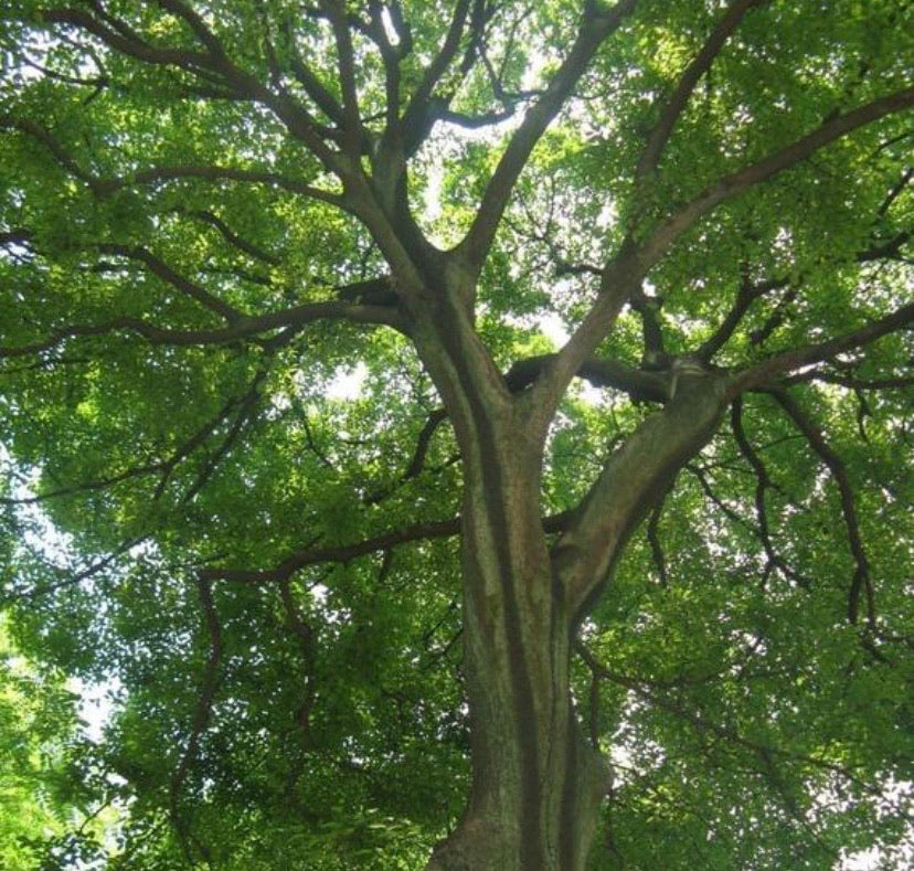 Hackberry tree canopy providing shade.