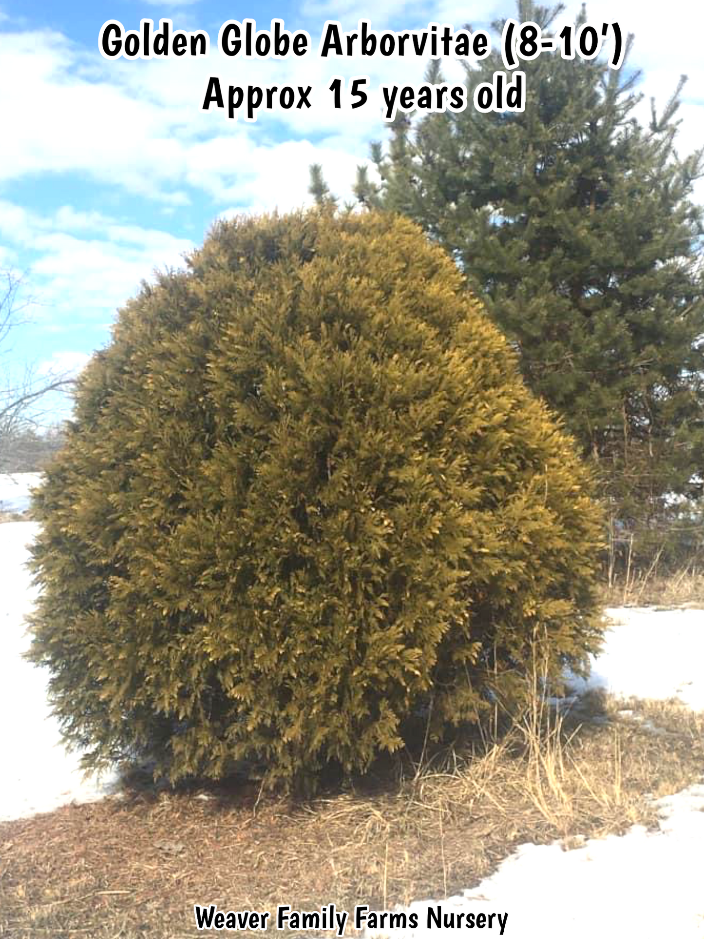 Buy Golden Globe Arborvitae online.