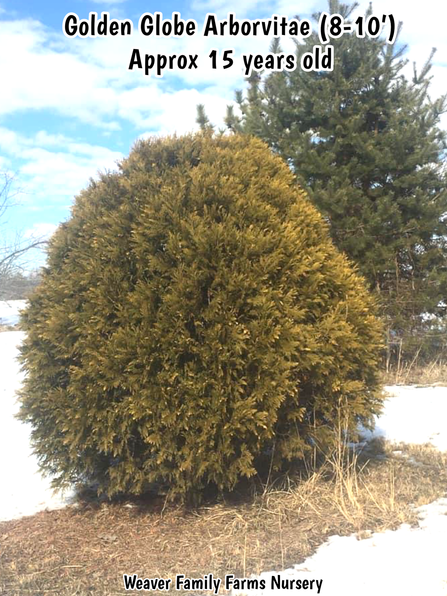 large full grown golden globe arborvitae