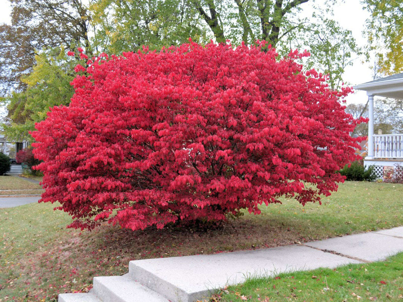 Dwarf Burning Bush with bright red foliage in fall.
