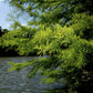 Bald Cypress Tree For Sale Online | Swamp Cypress Taxodium Distichum