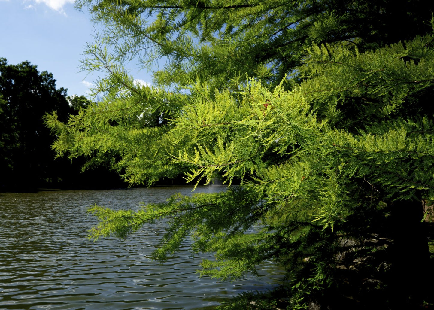 Bald Cypress Tree For Sale Online | Swamp Cypress Taxodium Distichum