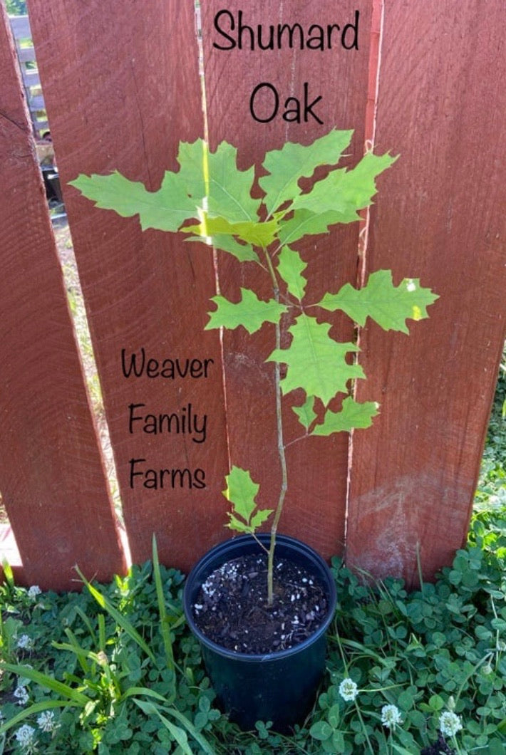 Fast-growing Shumard Oak Tree for sale.