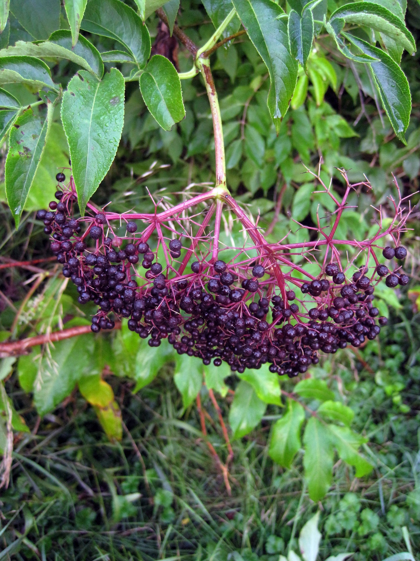 Ripe elderberries in late summer.