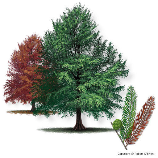 Southern Cypress Tree with green foliage.