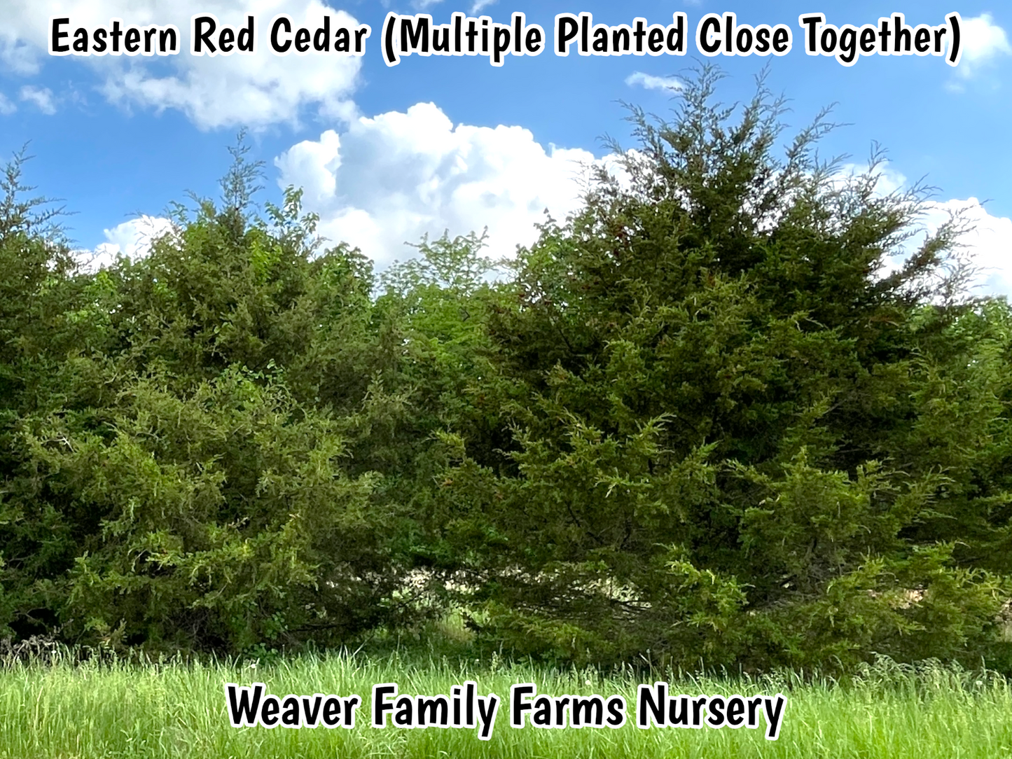 Eastern Red Cedar - Weaver Family Farms Nursery