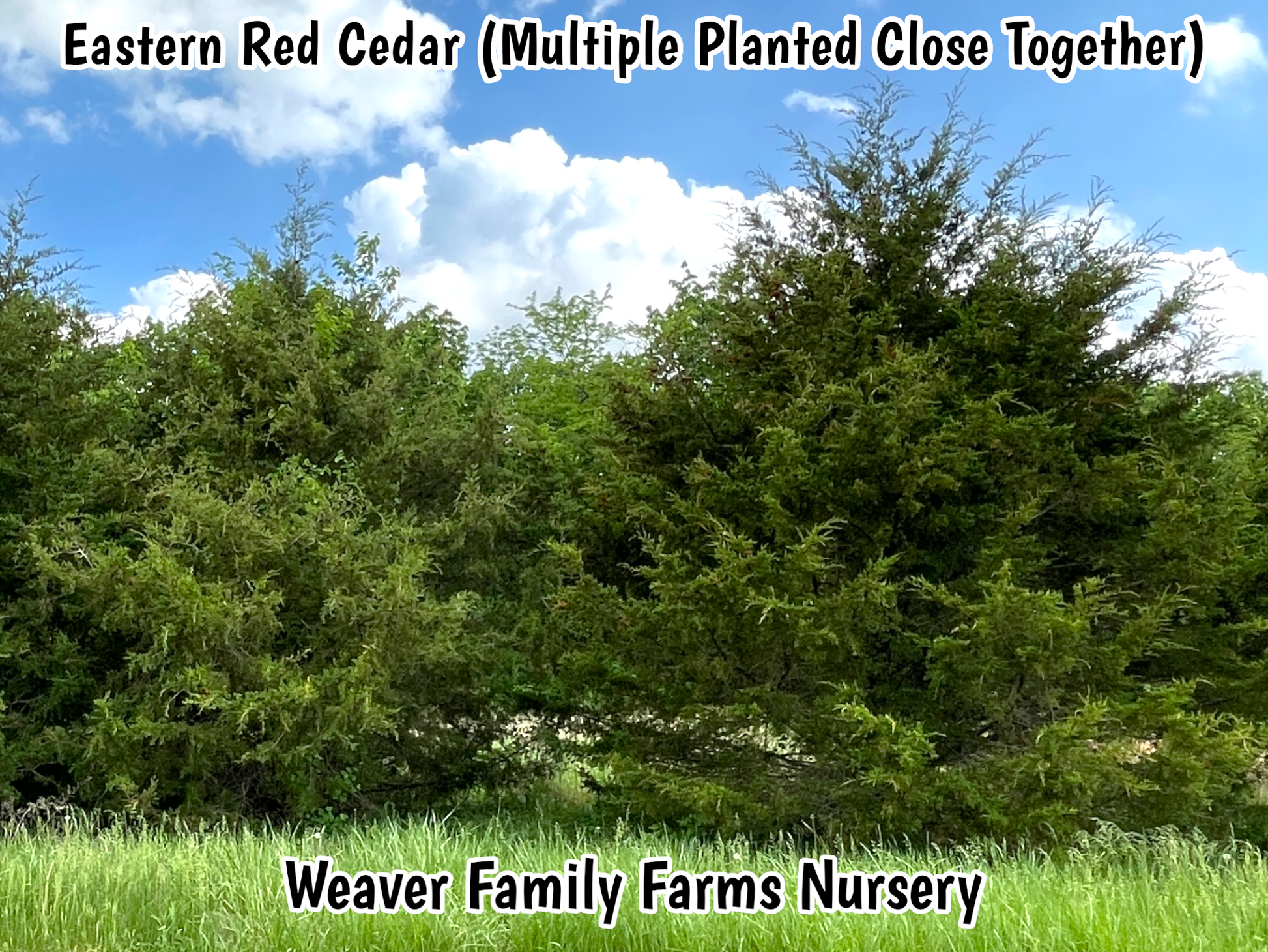 Eastern Red Cedar for sale with green needles.