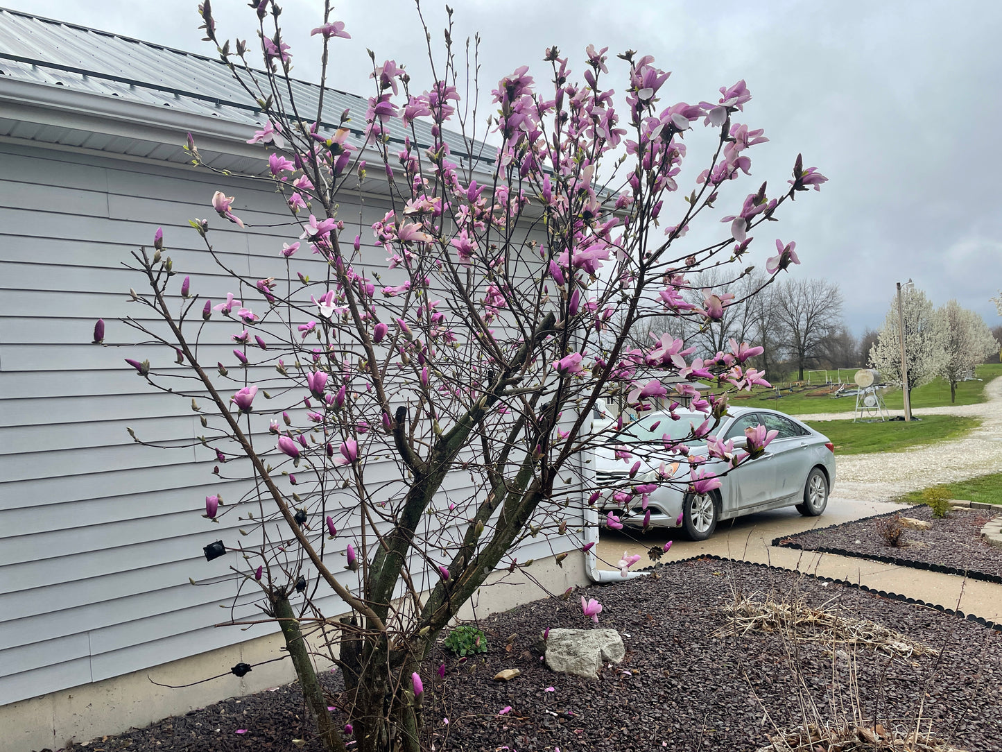 Side view of Magnolia Jane tree with multiple blossoms in a backyard landscape.