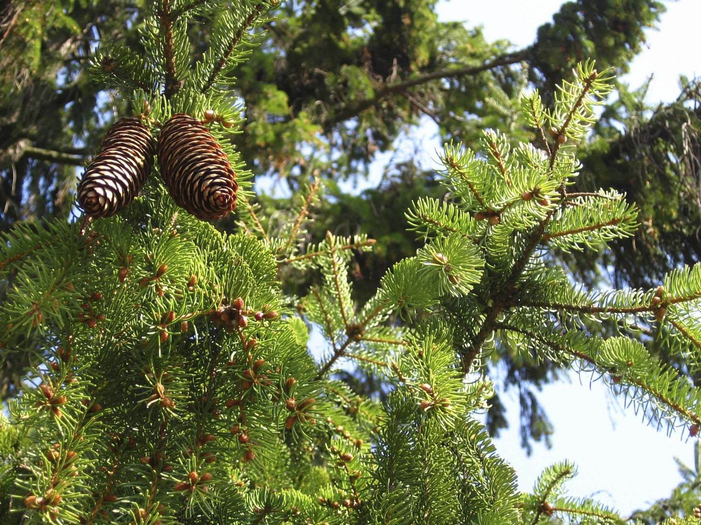 Green needles on Norway spruce tree.