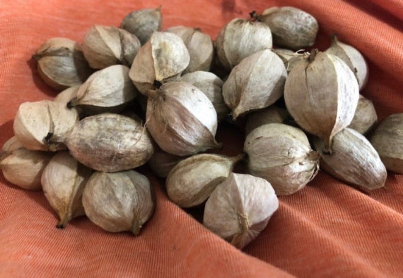 Wild hickory nuts from Midwest farm.