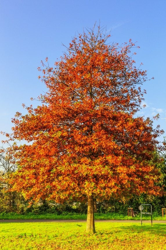 Healthy Swamp Oak Tree providing shade.