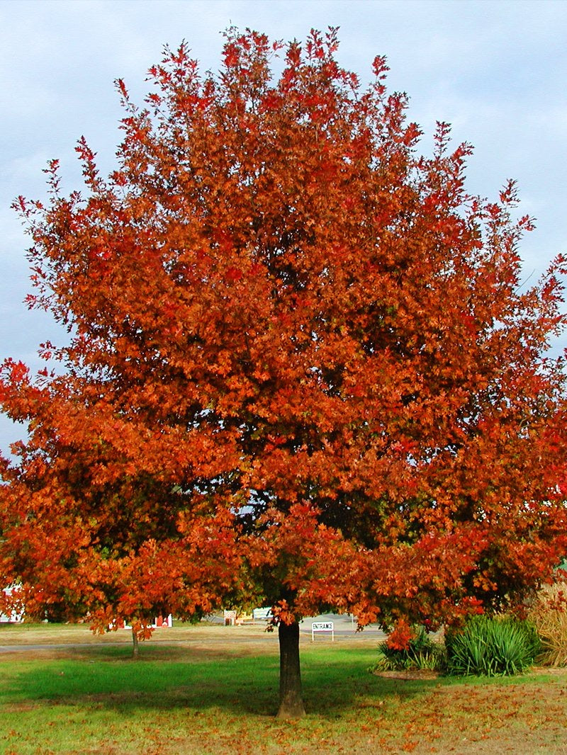Shumard Oak Tree with vibrant red fall leaves.