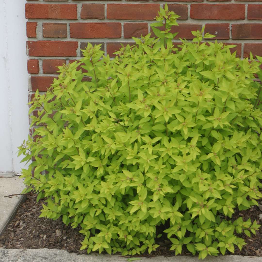 Gold Mound Spirea providing seasonal interest.