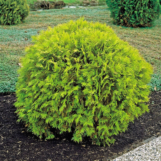 Golden Globe Arborvitae with bright golden foliage.