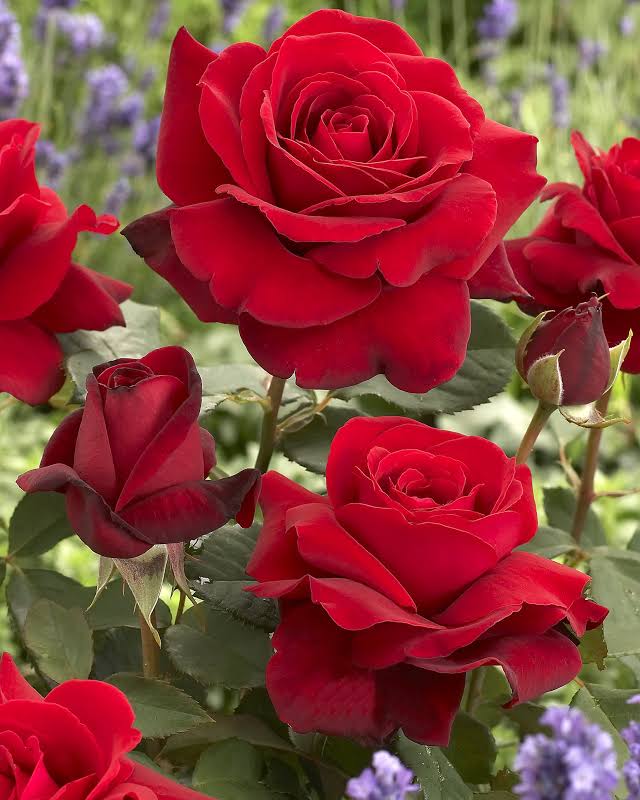 Red flowering Blaze Climbing Rose.