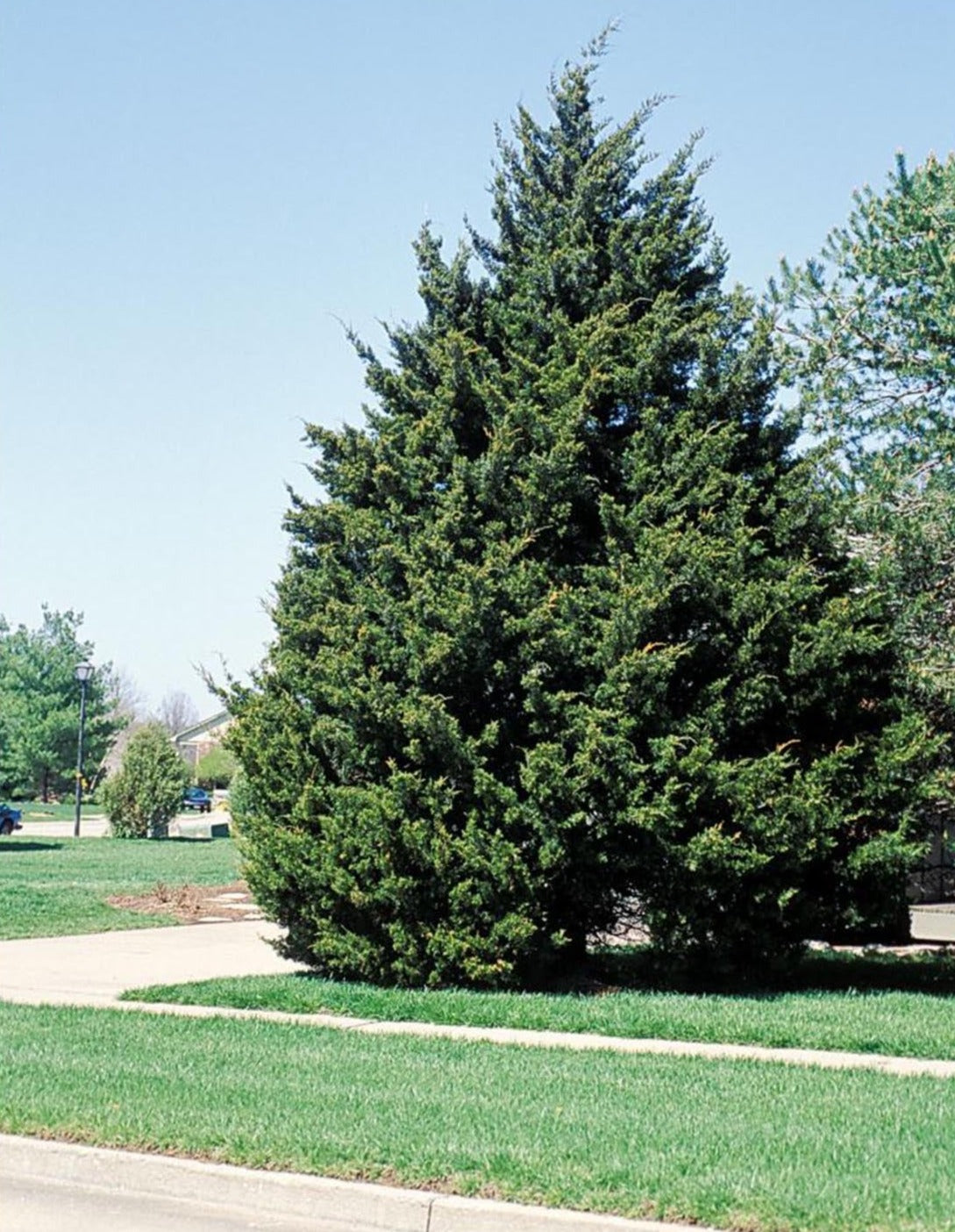 Healthy Eastern Red Cedar tree in landscape.