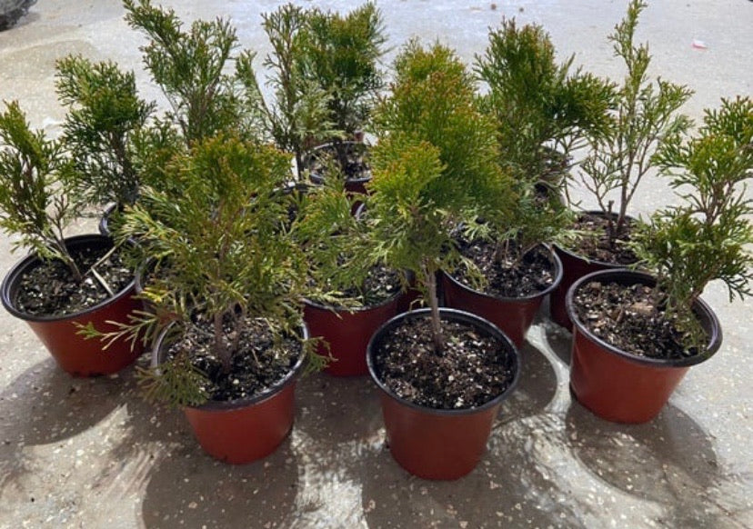 Emerald Green Arborvitae For Sale | Buy Thuja Occidentalis Smaragd Online