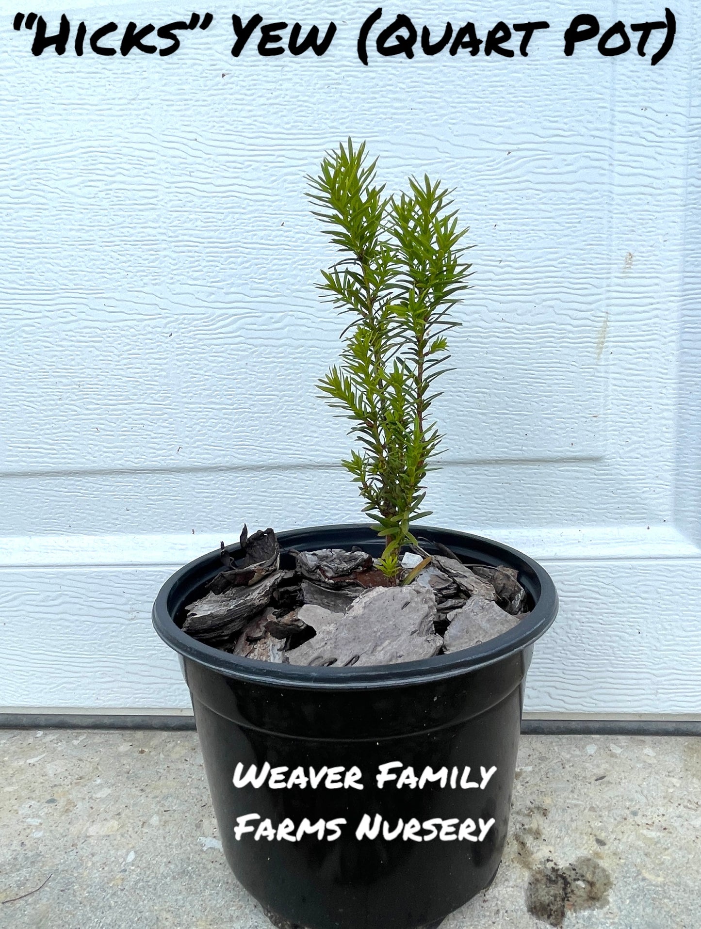hicks yew seedling for sale