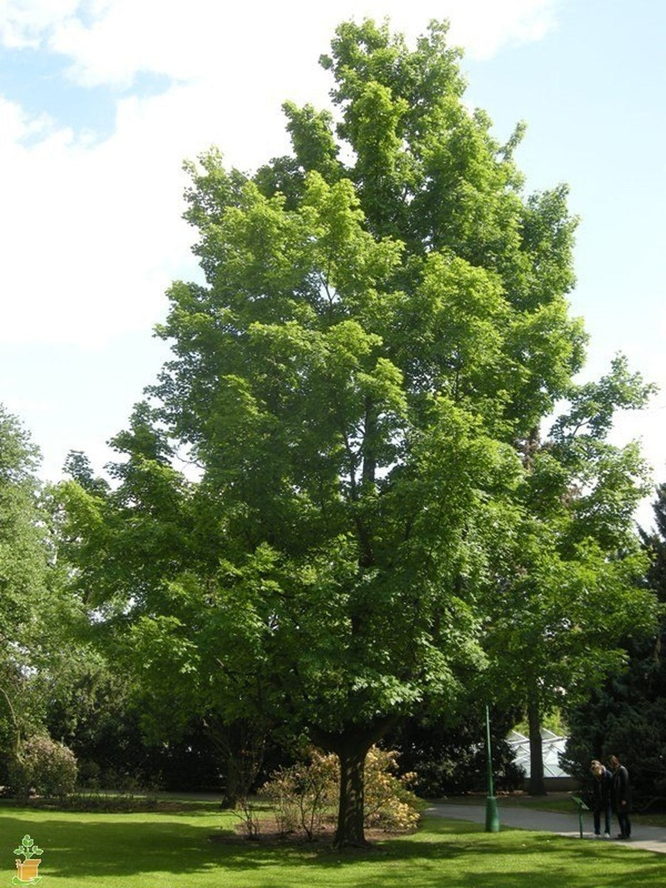 River Maple canopy for shade.
