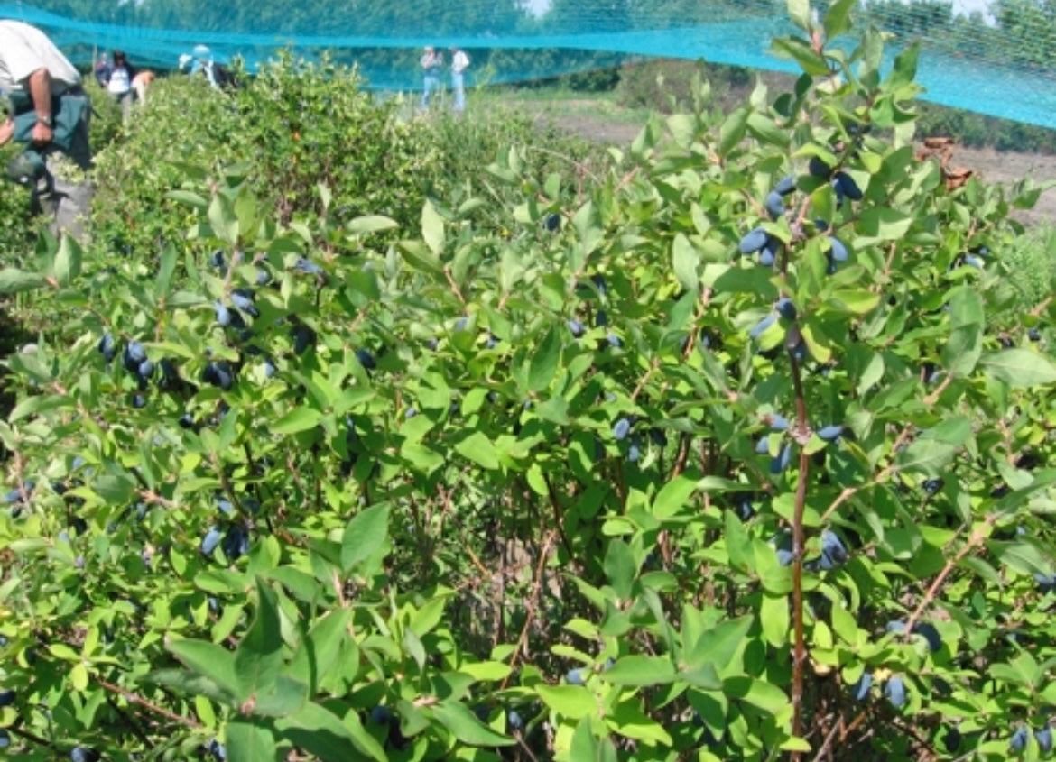 Blue honeyberries ripening on the Aurora Haskap plant.