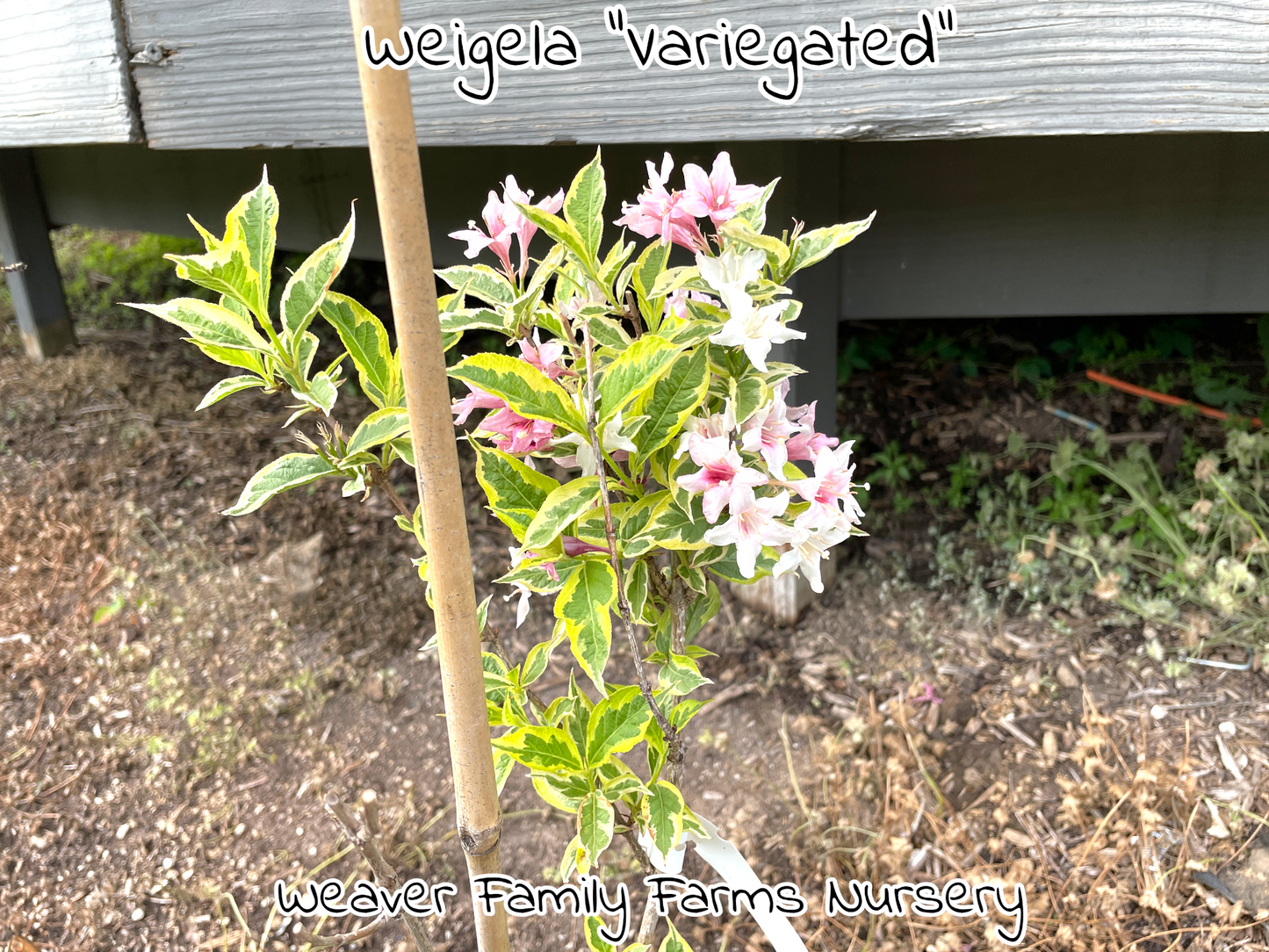 Fast-growing Variegated Weigela shrub in full sun.