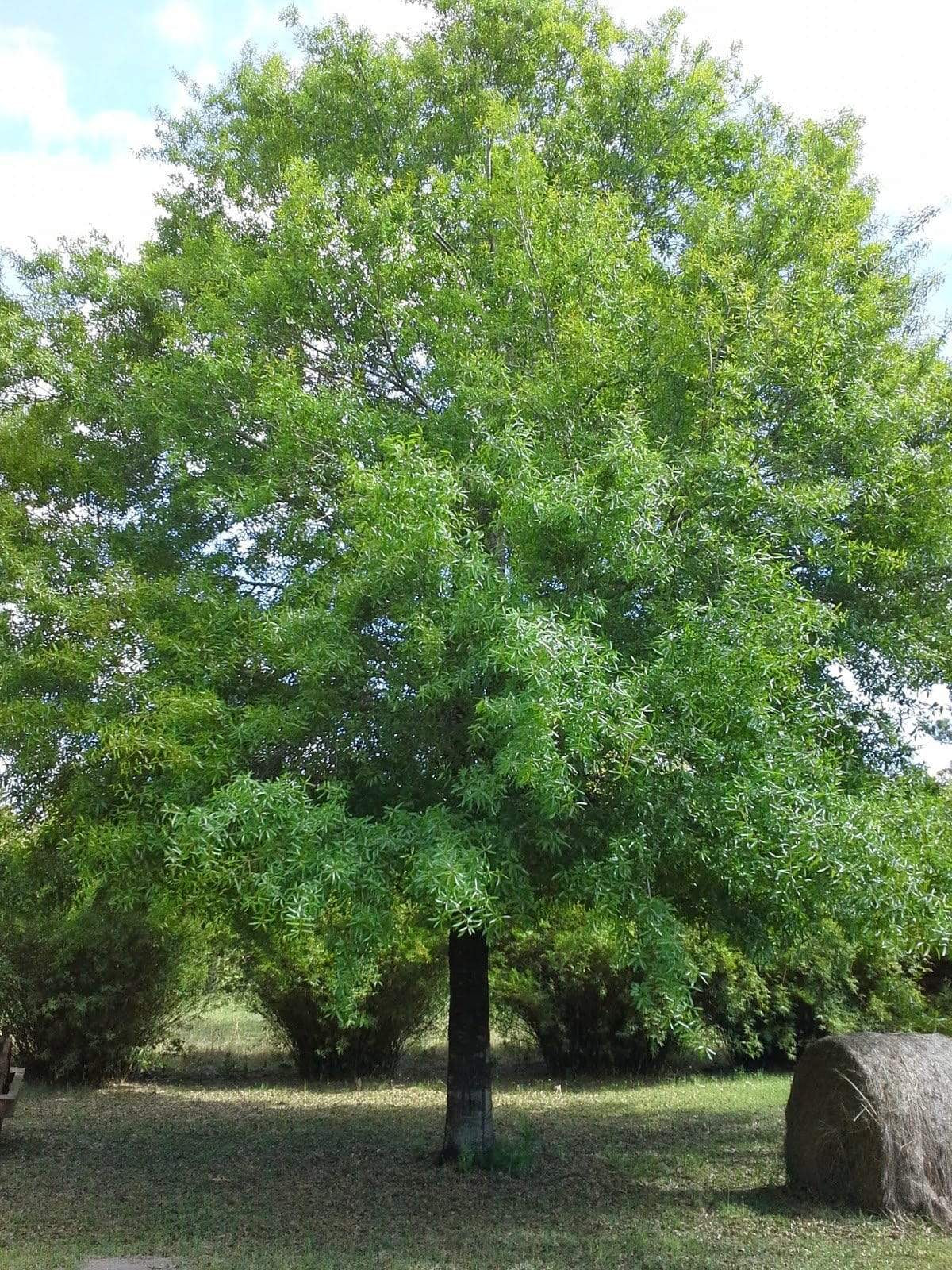 willow oak tree for sale