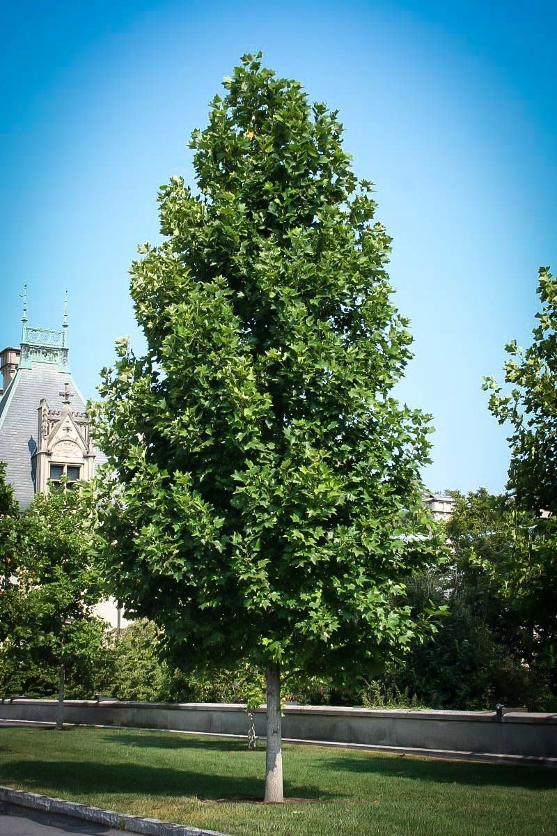 Fast-growing Tulip Poplar for sale.