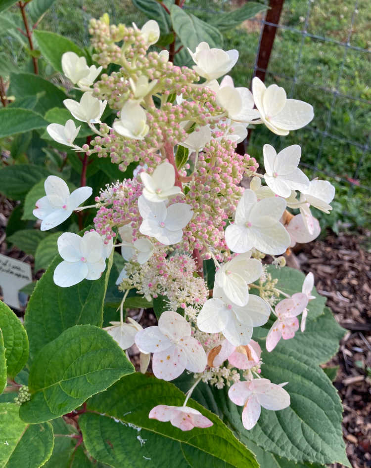 Tardiva Hydrangea in full bloom with white flowers.
