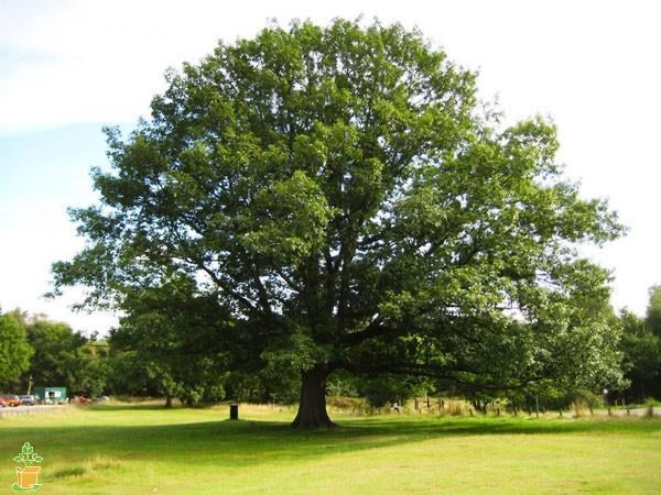 Big Red Oak Tree in full sun.