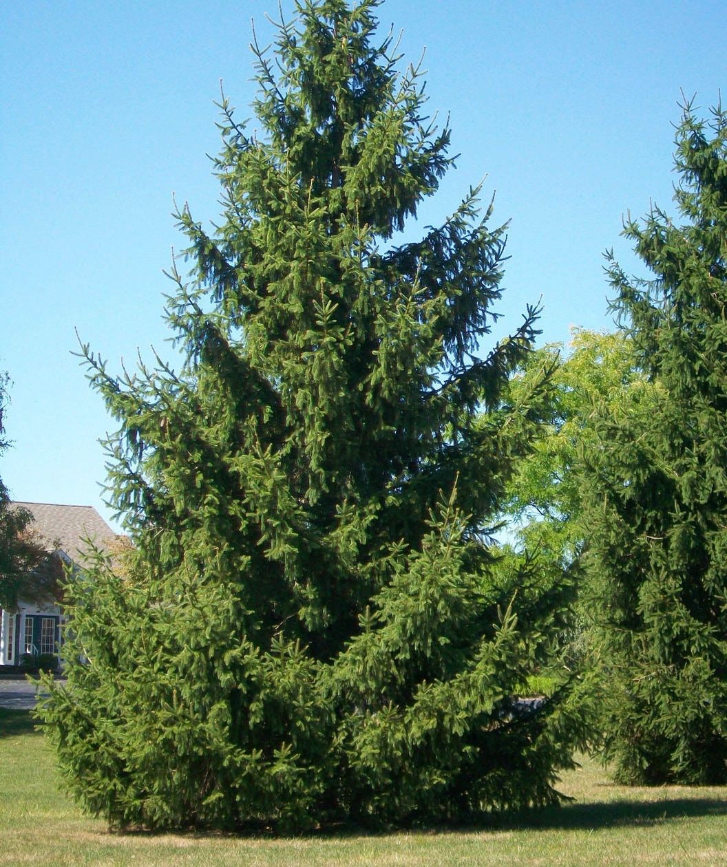 Mature Norway spruce tree in landscape.