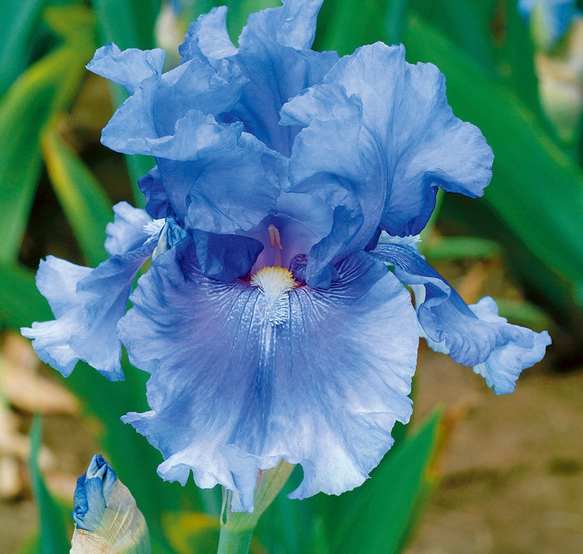 No Count Blues Bearded Iris in full bloom.