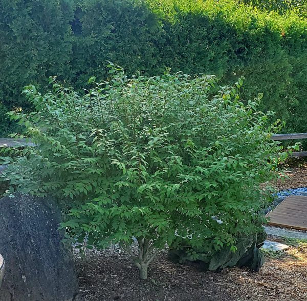 Hardy Dwarf Burning Bush in partial shade.
