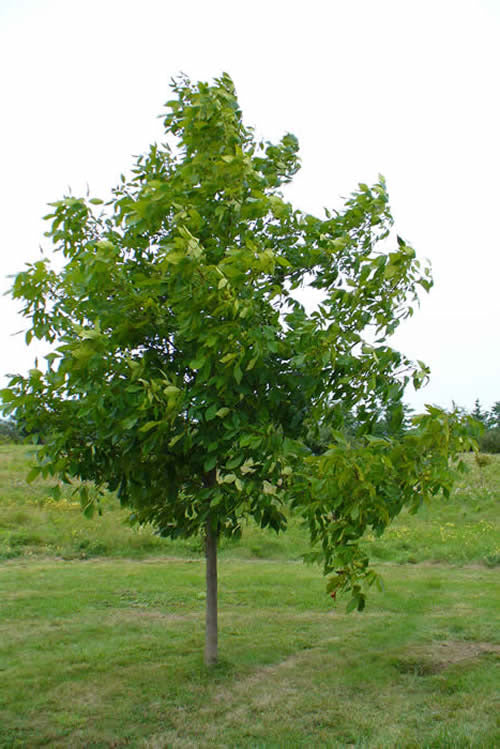 Shell Bark Hickory Tree For Sale | Buy Live Carya Laciniosa Online