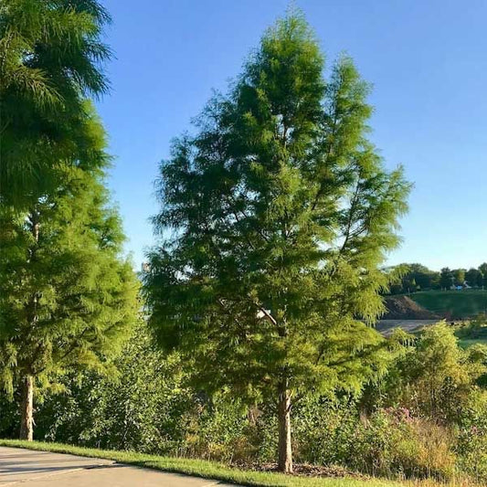 Bald Cypress Tree with feathery foliage.