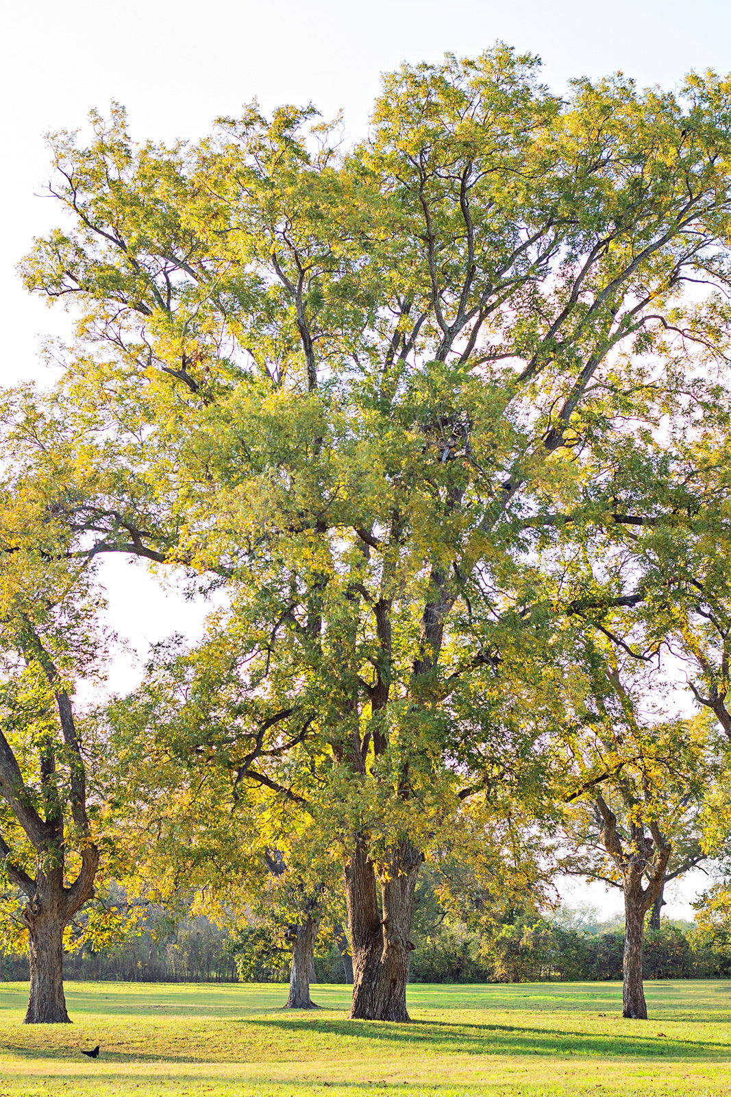 Native pecan tree in full growth.