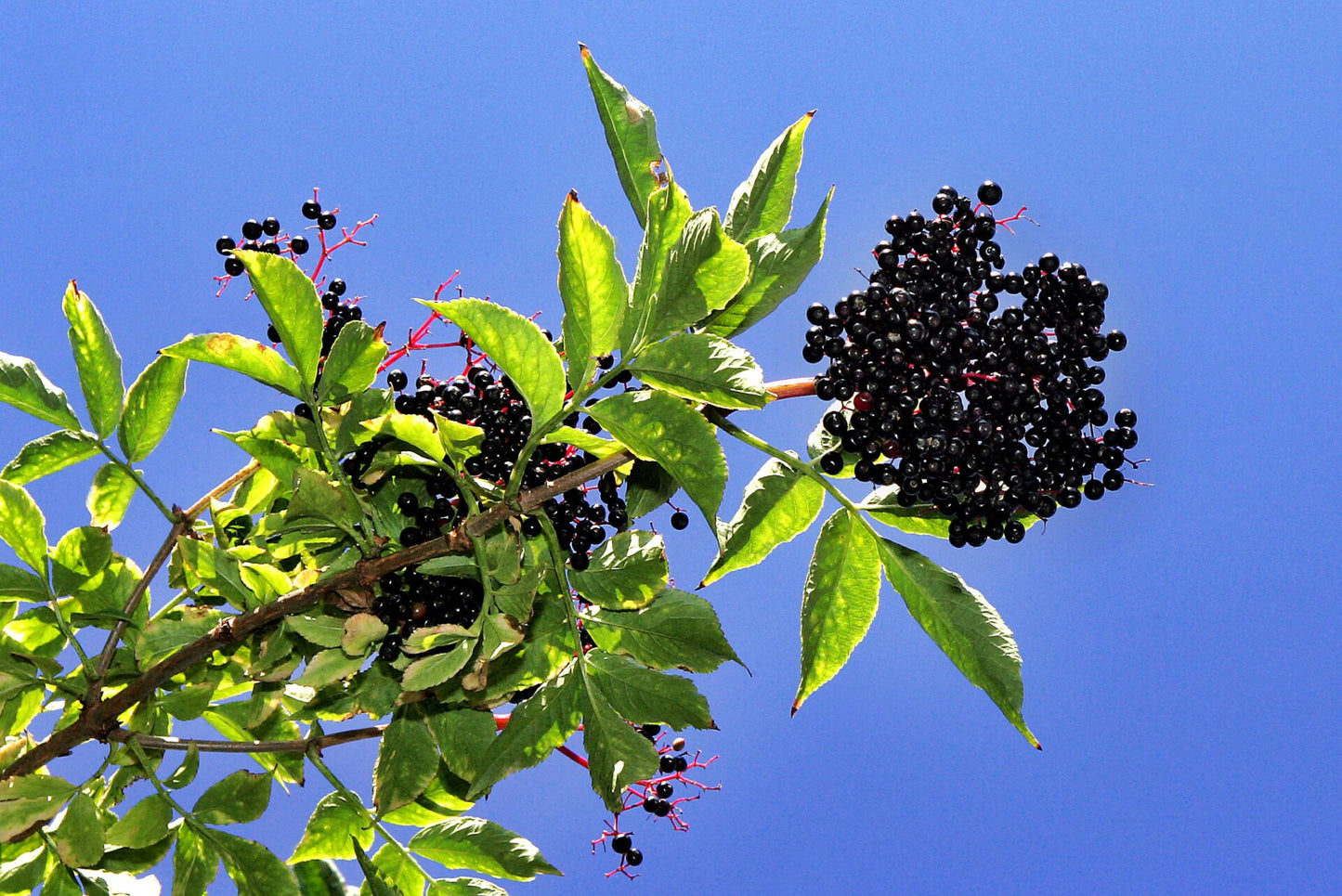 Cluster of dark elderberries on shrub.