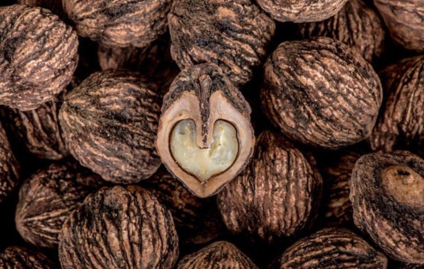 Raw black walnuts freshly harvested.