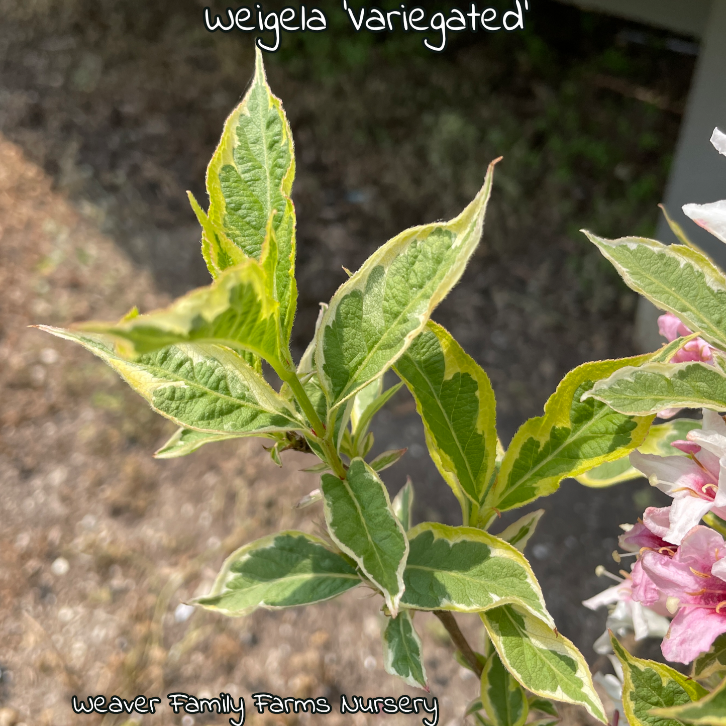 Buy Variegated Weigela bush online.