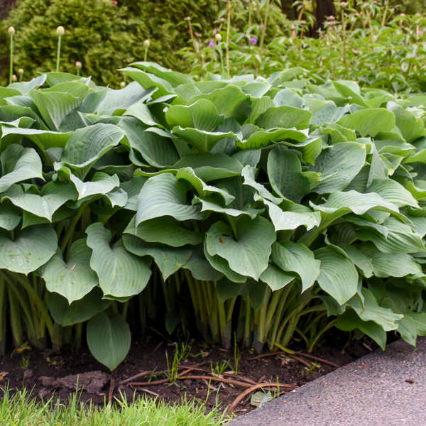 Hosta Krossa Regal plant showing upright growth.