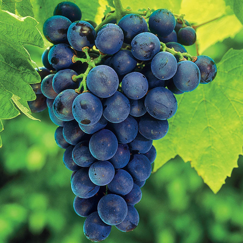 Seedless grape plants for sale in garden.