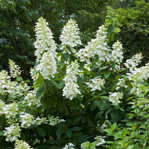 Elegant white blooms of Hydrangea Pan Tardiva.