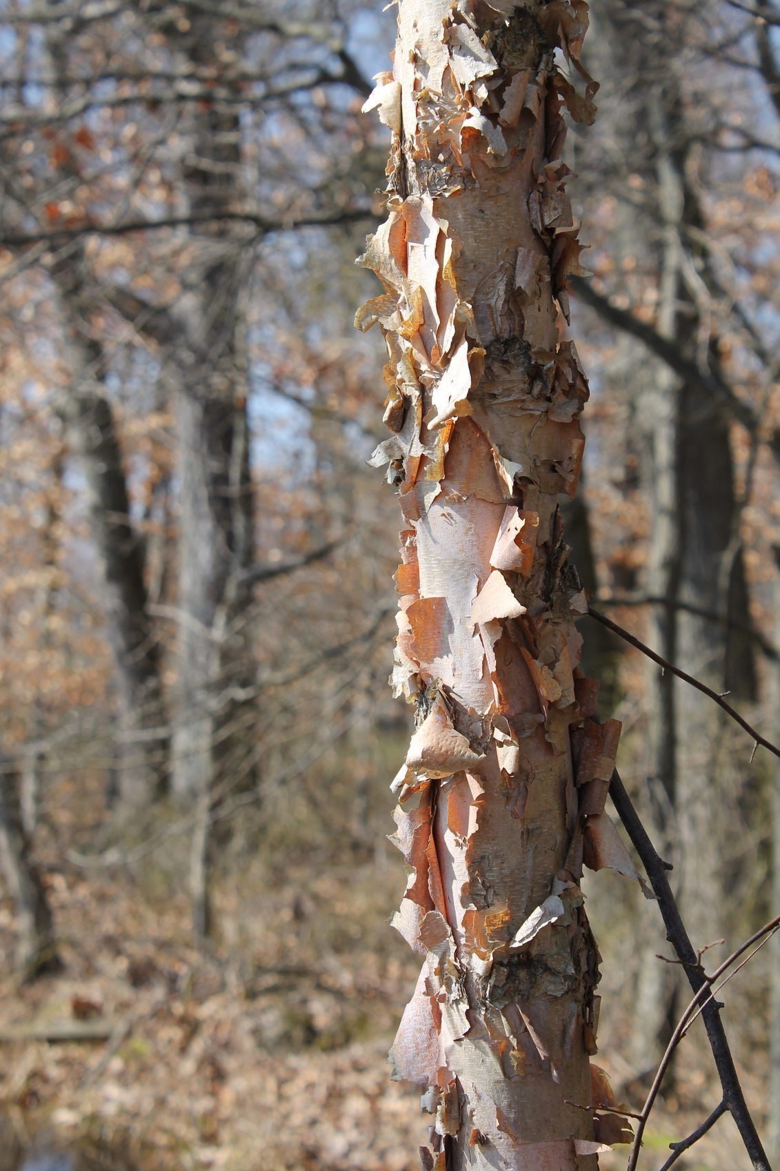 River Birch tree with peeling bark.
