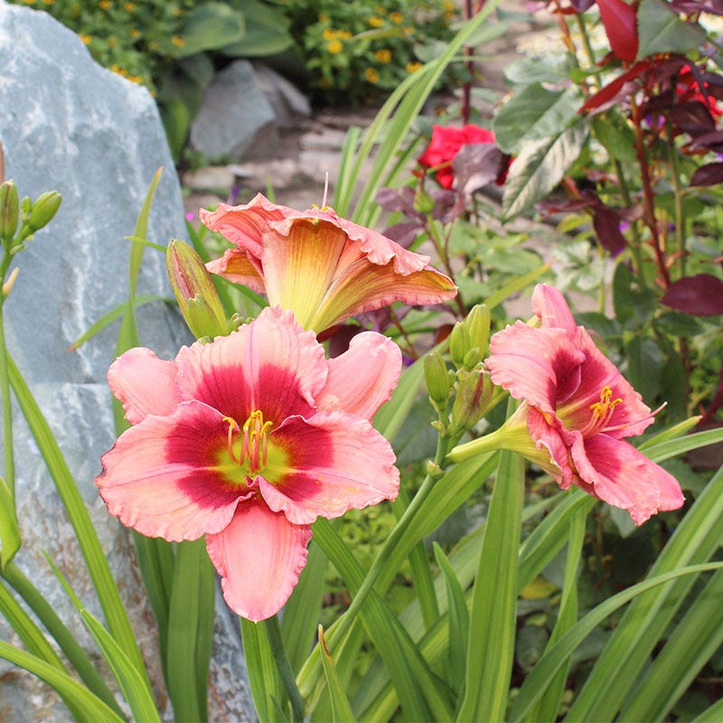 "Strawberry Candy" Daylily | Reblooming Dual-Tone Pink Color Daylily