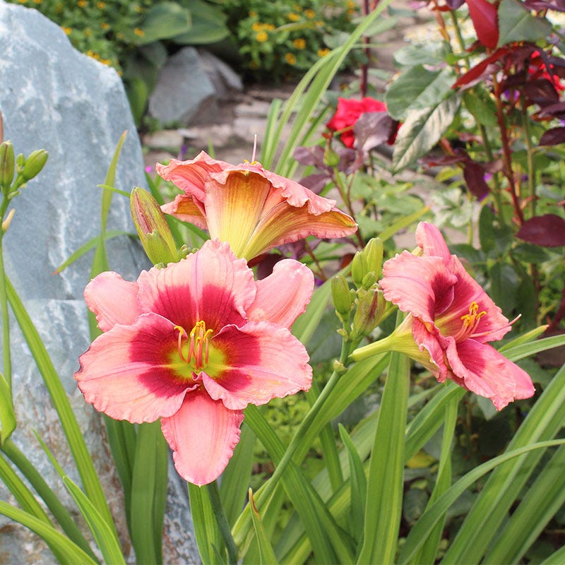 "Strawberry Candy" Daylily | Reblooming Dual-Tone Pink Color Daylily 